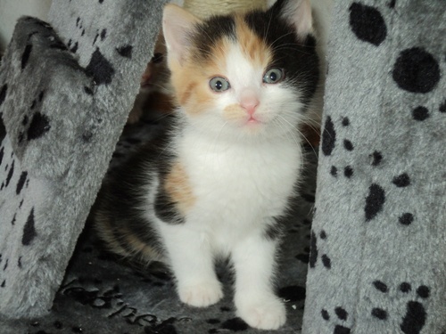 ginger